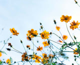 A Fresh Start